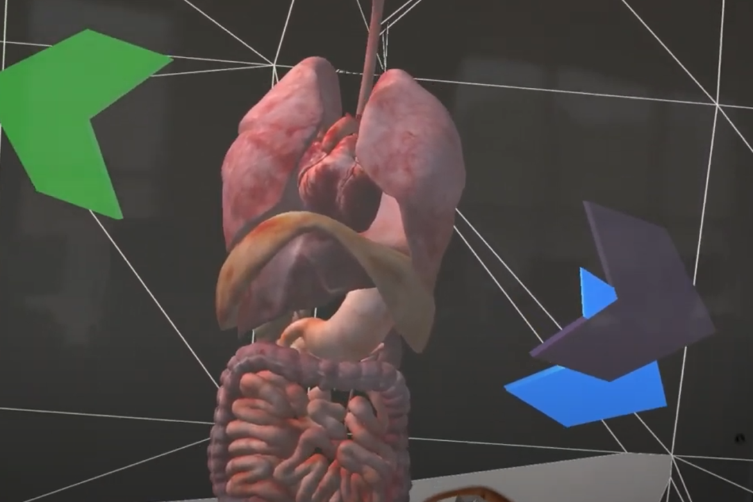 Holographic of organs